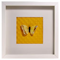 faux butterfly shadowbox 2
